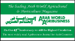 arab-02